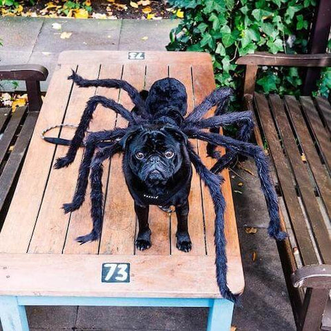 A black pug looking terrifying yet irresistibly cute as a giant spider. (Source)
