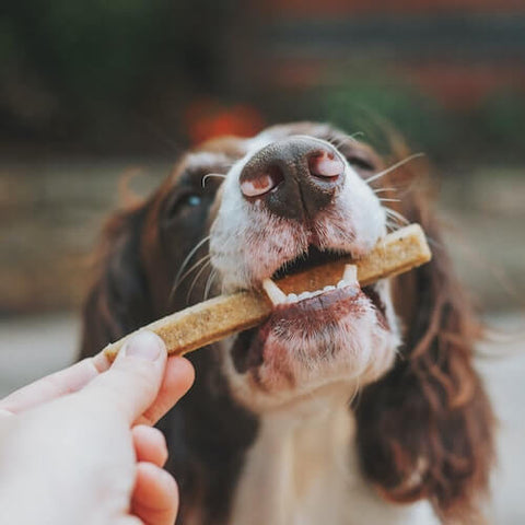 An English Springer Spaniel enjoying a home-baked dog treat