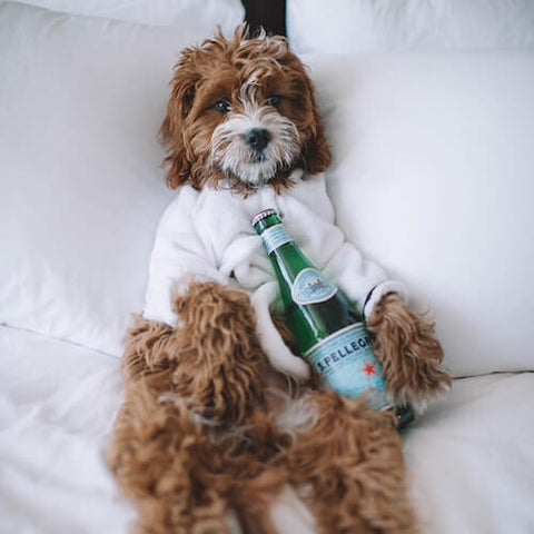 A pampered poodle mix relaxing after a luxurious spa day. (Source)