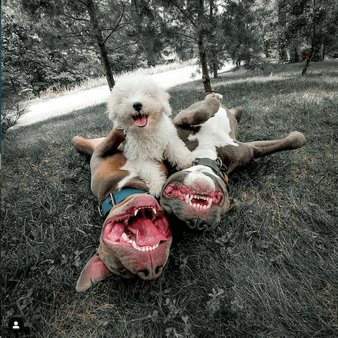 Rescued bullies Diesel & Reggie having a grand time with their adorable friend.