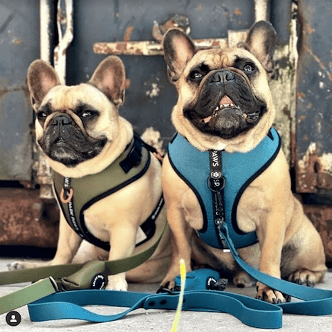 Frenchies @moppie_and_chef out and about with the Athleisure Harness Set in Green and Blue