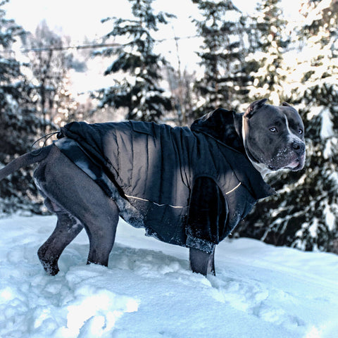 a pitbull wearing a dog jacket