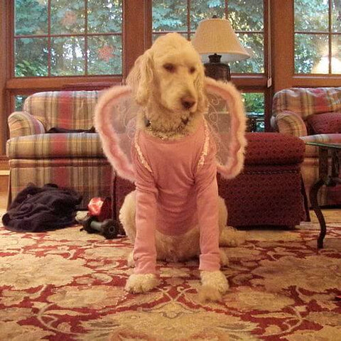 A standard poodle looking like a magical princess in her fairy costume. (Source)