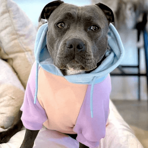 Joey the Staffy looking irresistible in a Cotton Candy Dog Hoodie