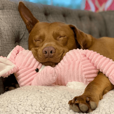 Tatum the rescued bully is perfectly healthy, calm, and content.