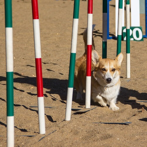 A Pembroke Welsh Corgi dominating the weave poles at an agility course. (Source)