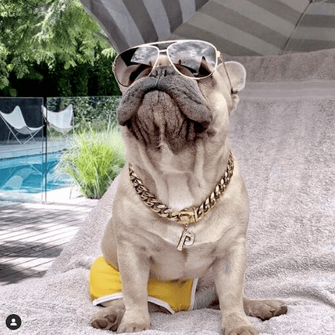 All Pepsi the Frenchie needed was a pair of board shorts, spiffy sunglasses, and blinged-out gold dog jewelry to look like a celebrity on vacation.