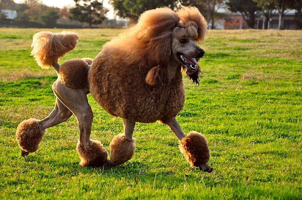 Grooming Poodles, how to maintain their Coat