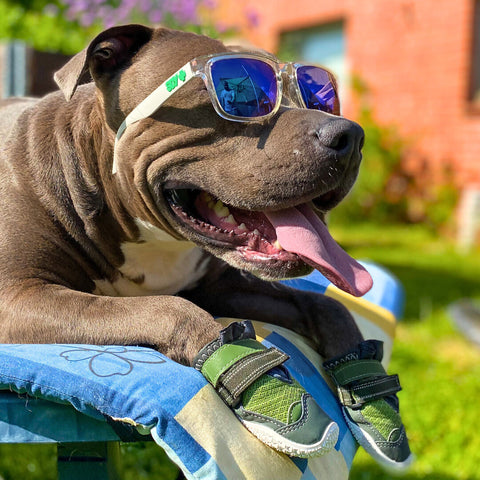 a pitbull wearing dog boots