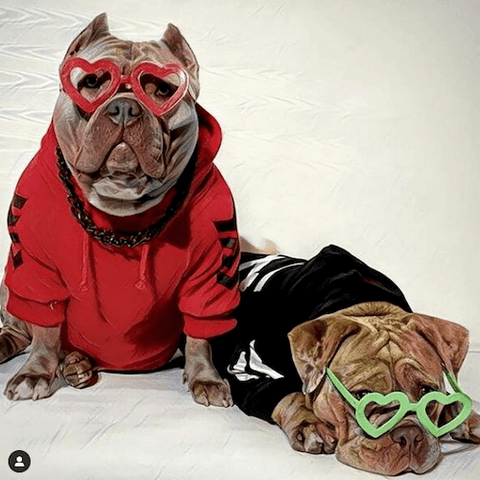 These American Bullies look like they’re livin’ the bully life as they chill out wearing the WOOF Dog Hoodie in red and black along with quirky heart-shaped glasses.