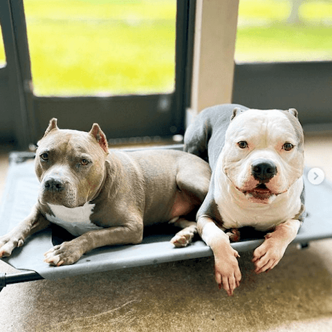Rescued bullies Noah & Lincoln have excellent manners at home.