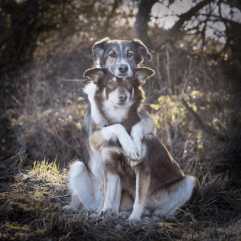 Luna & Zorro the Romanian rescue dogs enjoying the great outdoors.