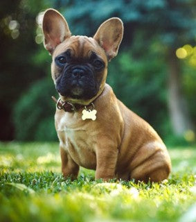 13 Dogs With Big Ears: Basset Hounds, French Bulldogs, and More