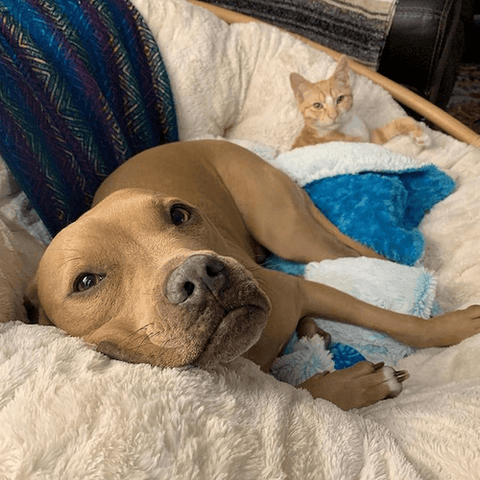 Wesley the rescued pitbull enjoying a snuggle with his feline sibling.