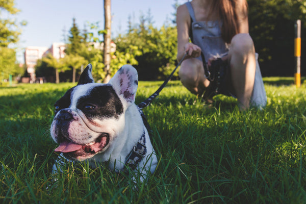 A French Bulldog out for her morning walk with mom