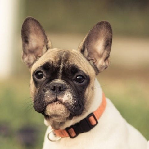 The Best Dog Collar for Your French Bulldog – SPARK PAWS