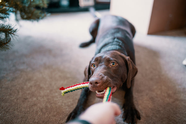 A Labrador Retriever playing tug