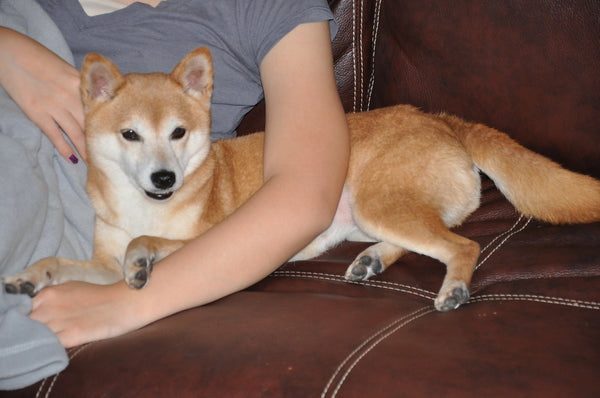 A Shiba Inu snuggling with his human