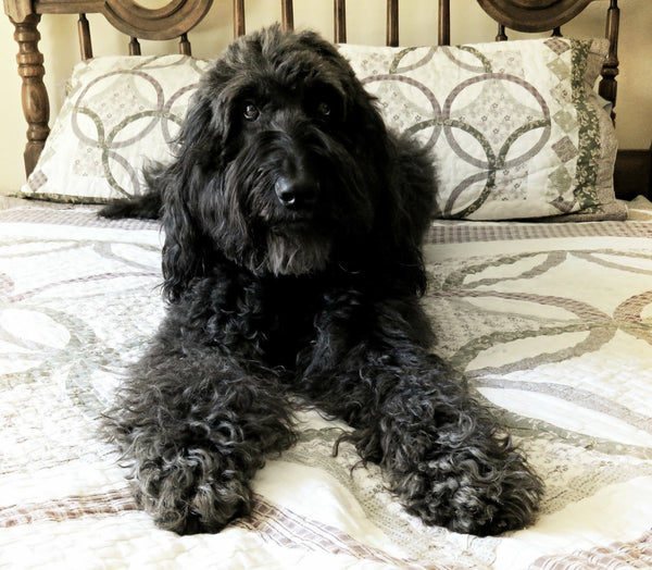 A black Labradoodle taking up almost the entire bed