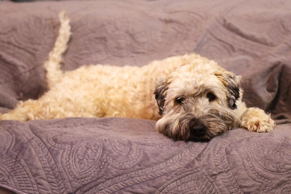 A furry dog on a protected couch