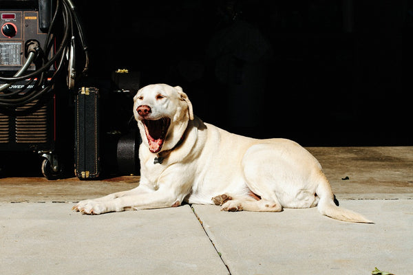A yawning yellow Labrador