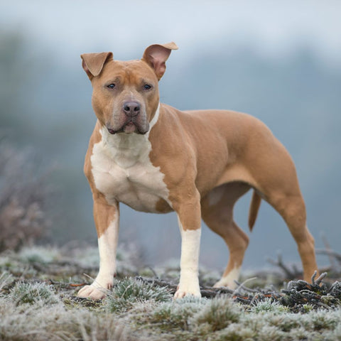 can a american staffordshire terrier live in malta