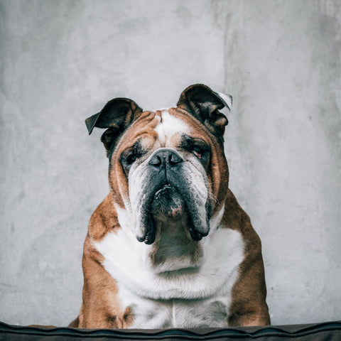 Brown and white grumpy bulldog