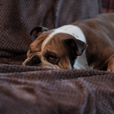 Lazy brown and white bulldog