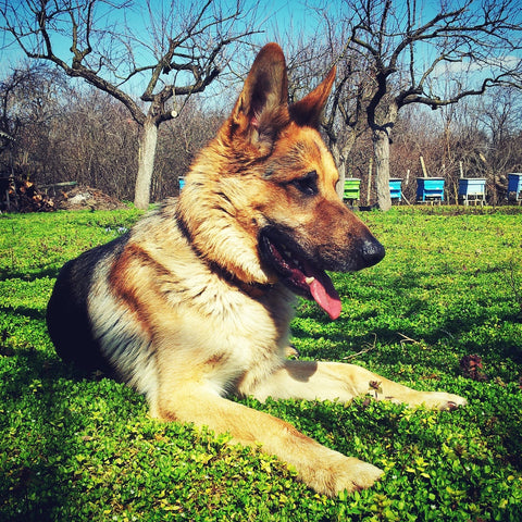 A german shepherd lying on the green grass