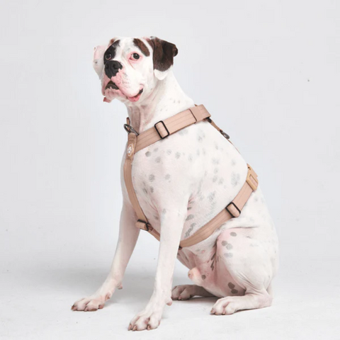 American bulldog wearing a Sparkpaw's harness