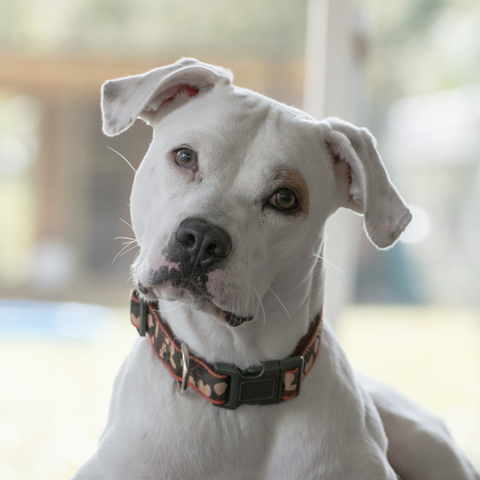 White pit bull