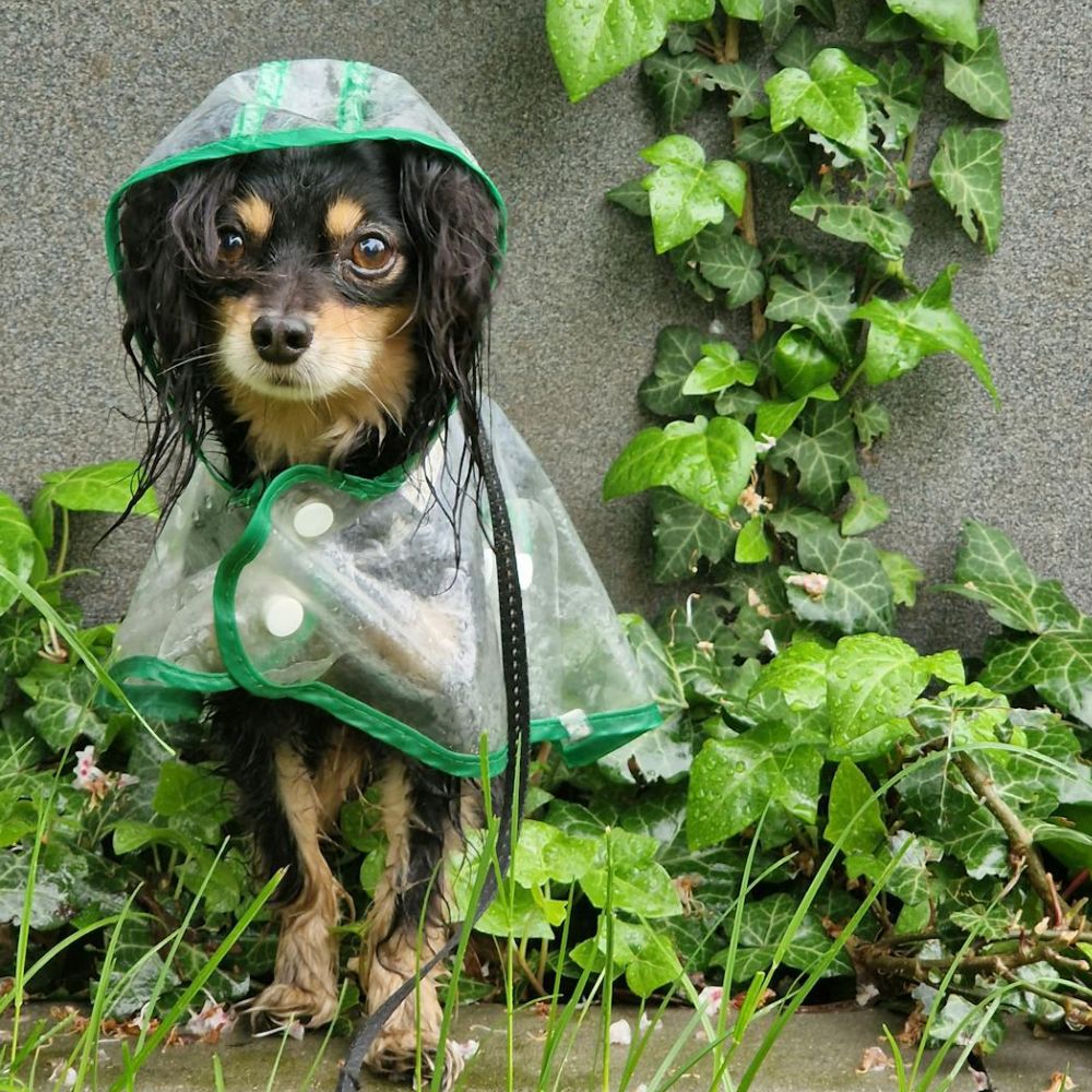 Dog wearing a raincoat