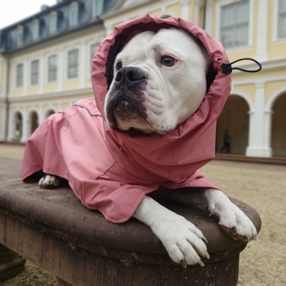 A dog wearing Sparkpaws Sea Pink Raincoat
