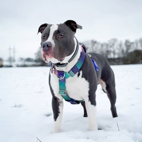 Pitbull wearing a colorful Sparkpaws harness