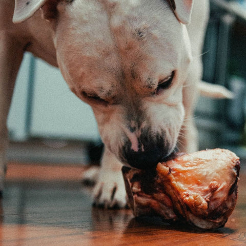 Pitbull enjoying a treat