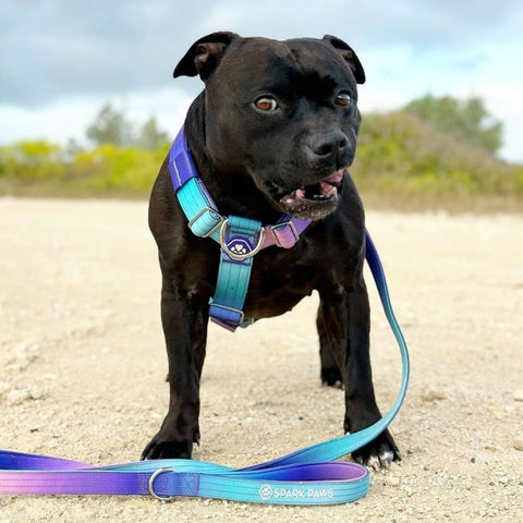 Happy pitbull wearing a Sparkpaws harness