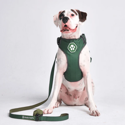 Sparkpaws harness on an American bulldog