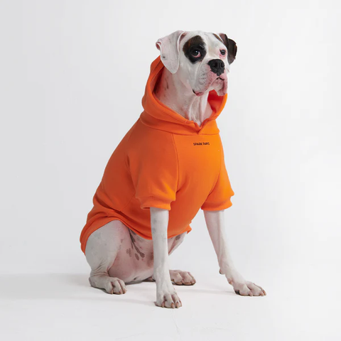 Boxer with an orange hoodie