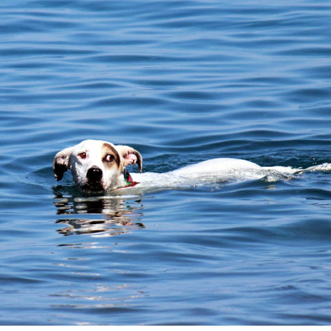 A pitbull swimming in a river