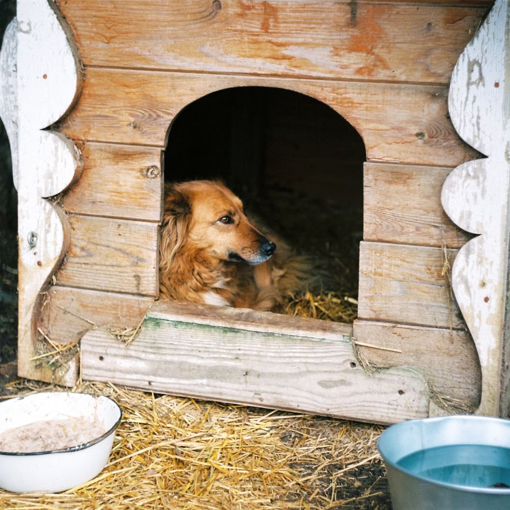 A dog rests inside at the door of an open rustic wooden doghouse