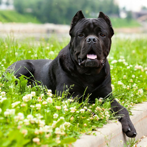 Cane Corso