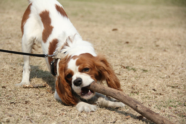Cavalier King Charles Spaniel offering a large branch