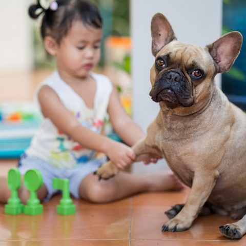 Young  child playing with a French Bulldog