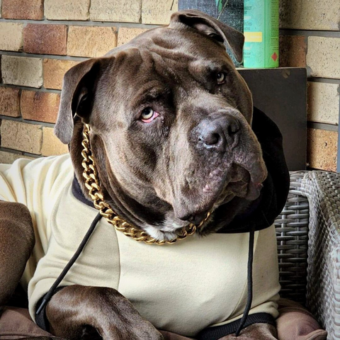 A large dog wearing a cuban chain collar