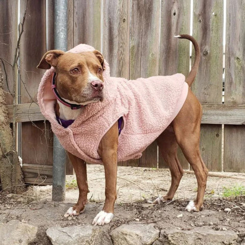 Dog in a pink dog coat