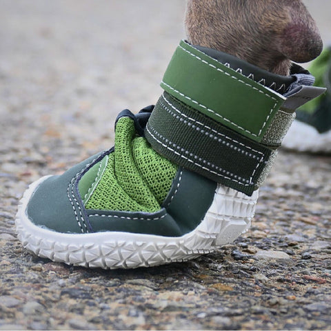 a green and white dog shoe