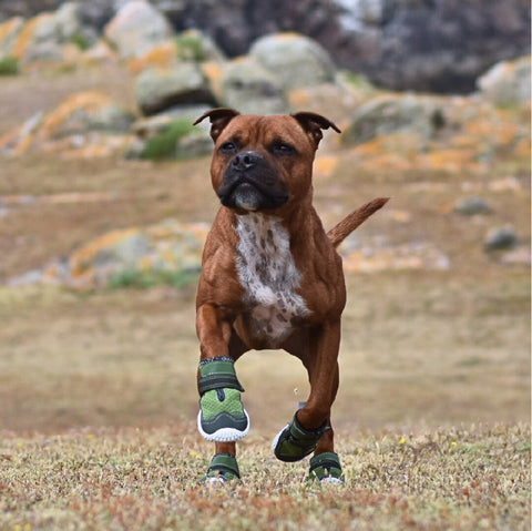 a staffie wearing dog shoes and running through a field