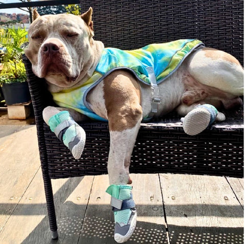 a pitbull chilling on a sun chair wearing dog shoes