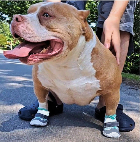 a staunch pitbull wearing dog shoes