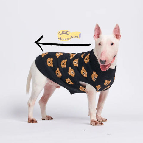 Bull Terrier in a teddy bear sweater - Back measurement